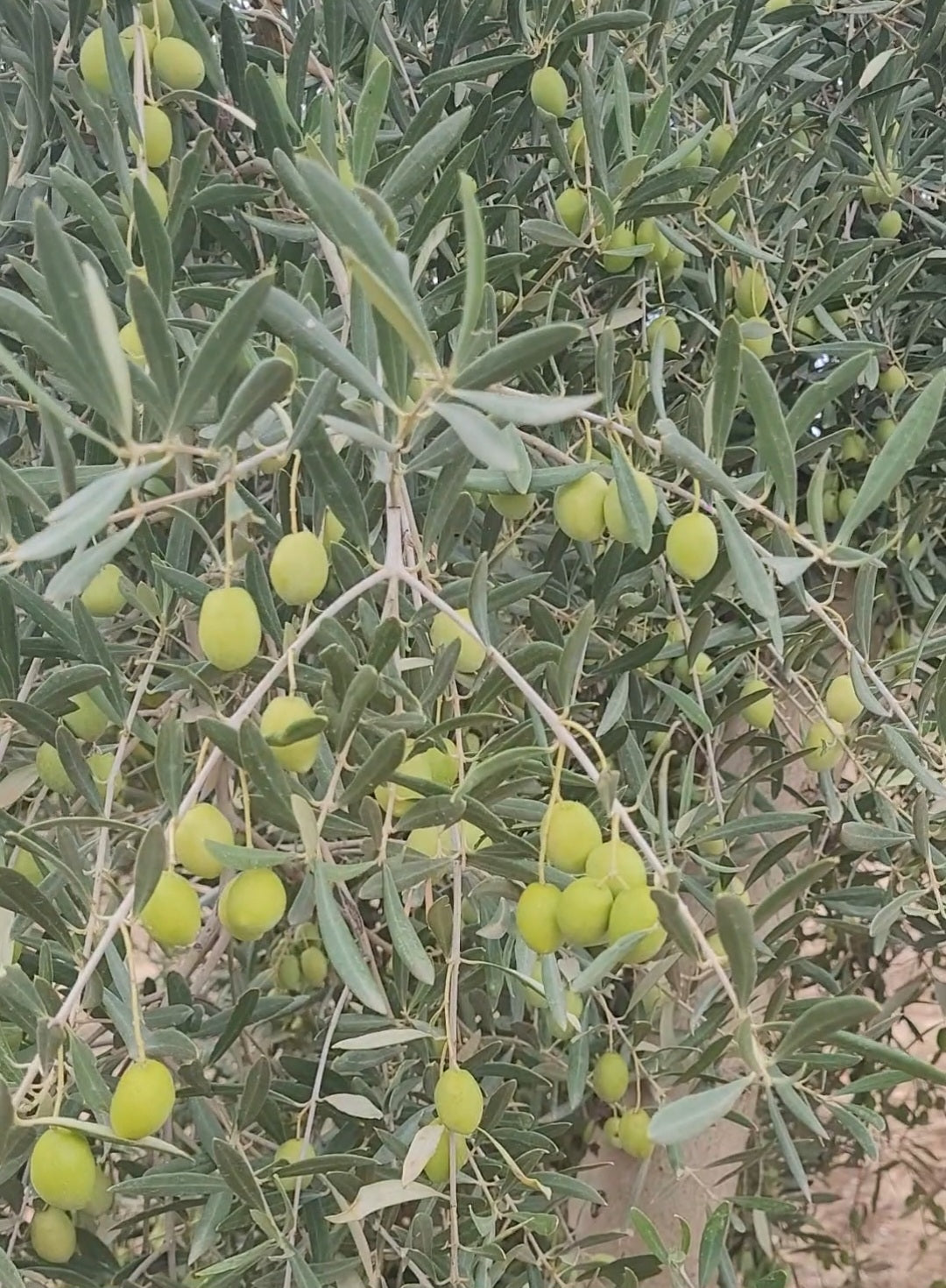 Olive Picual Bormen